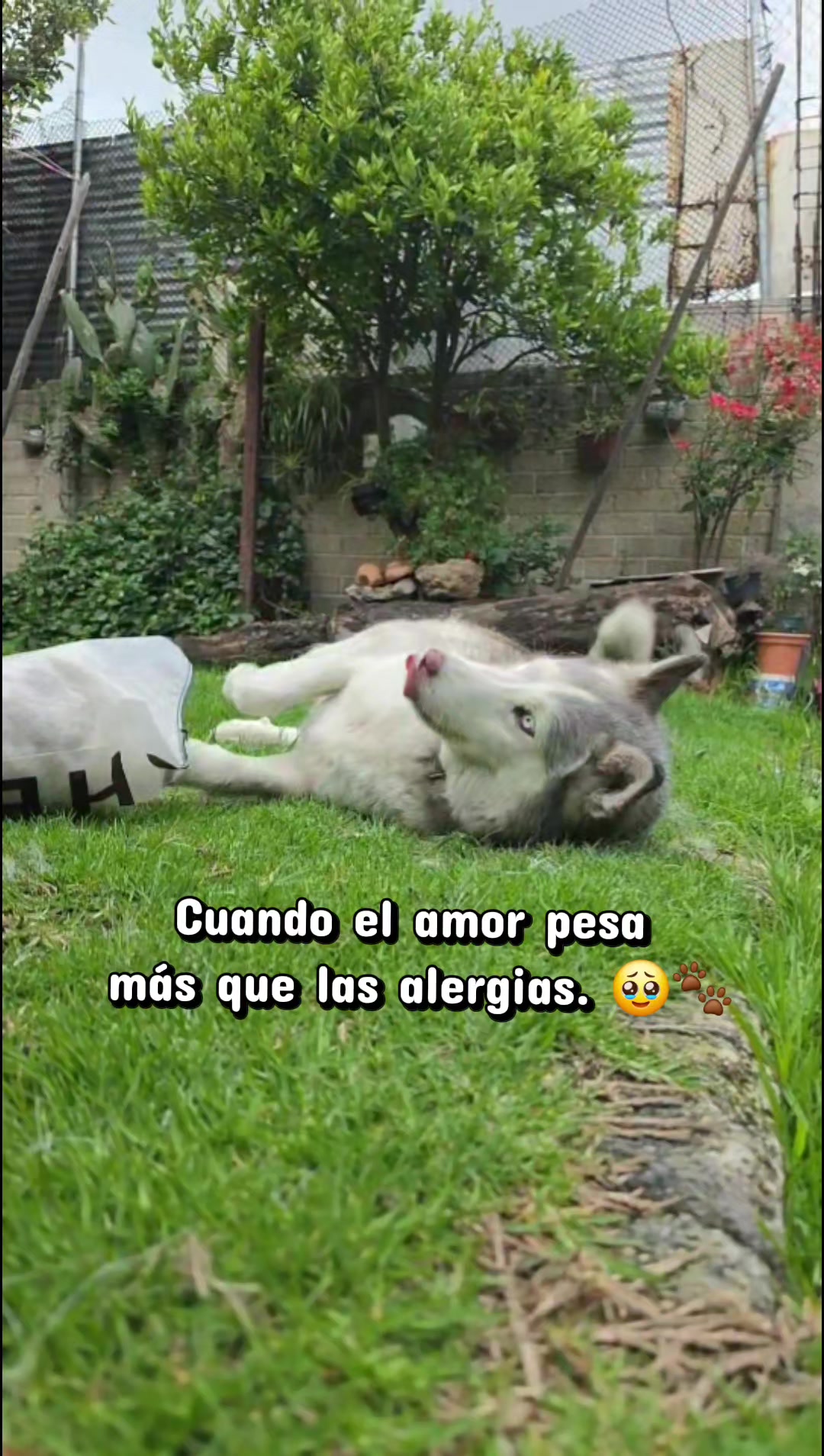 @Yuri Porcayo