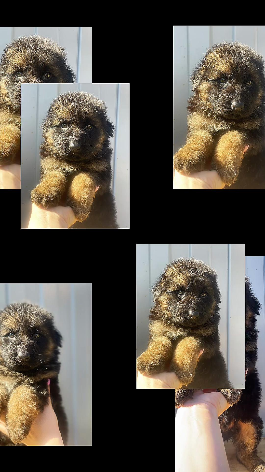 @Щеночки немецкой овчарки)))🐶