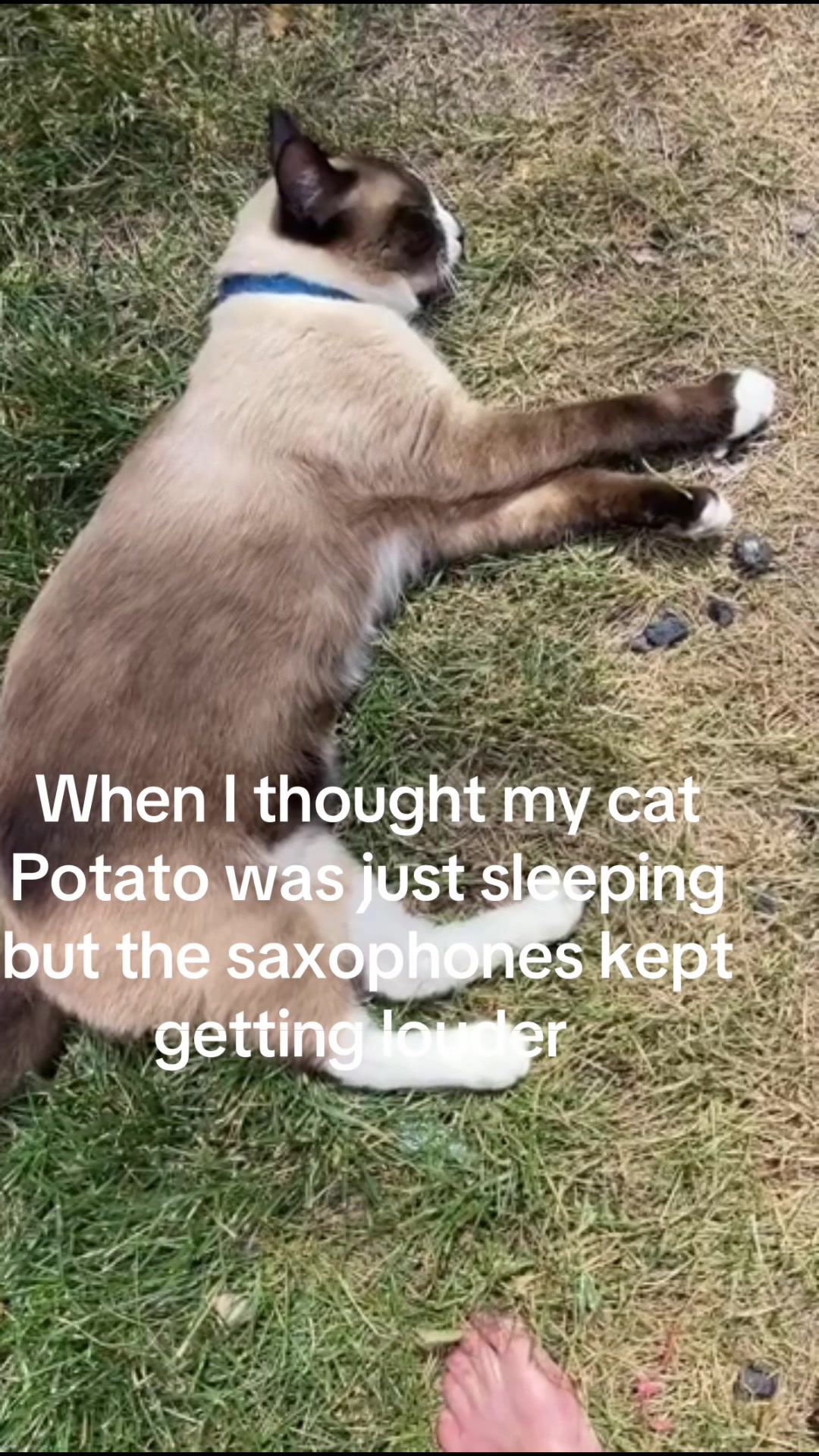 @Kitty M ๐