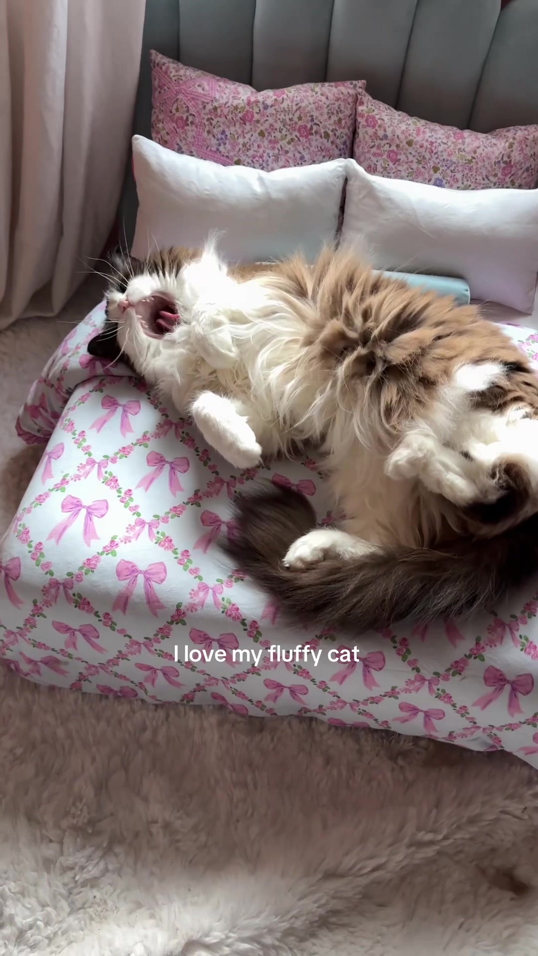 @Meredith Ragdoll Cat
