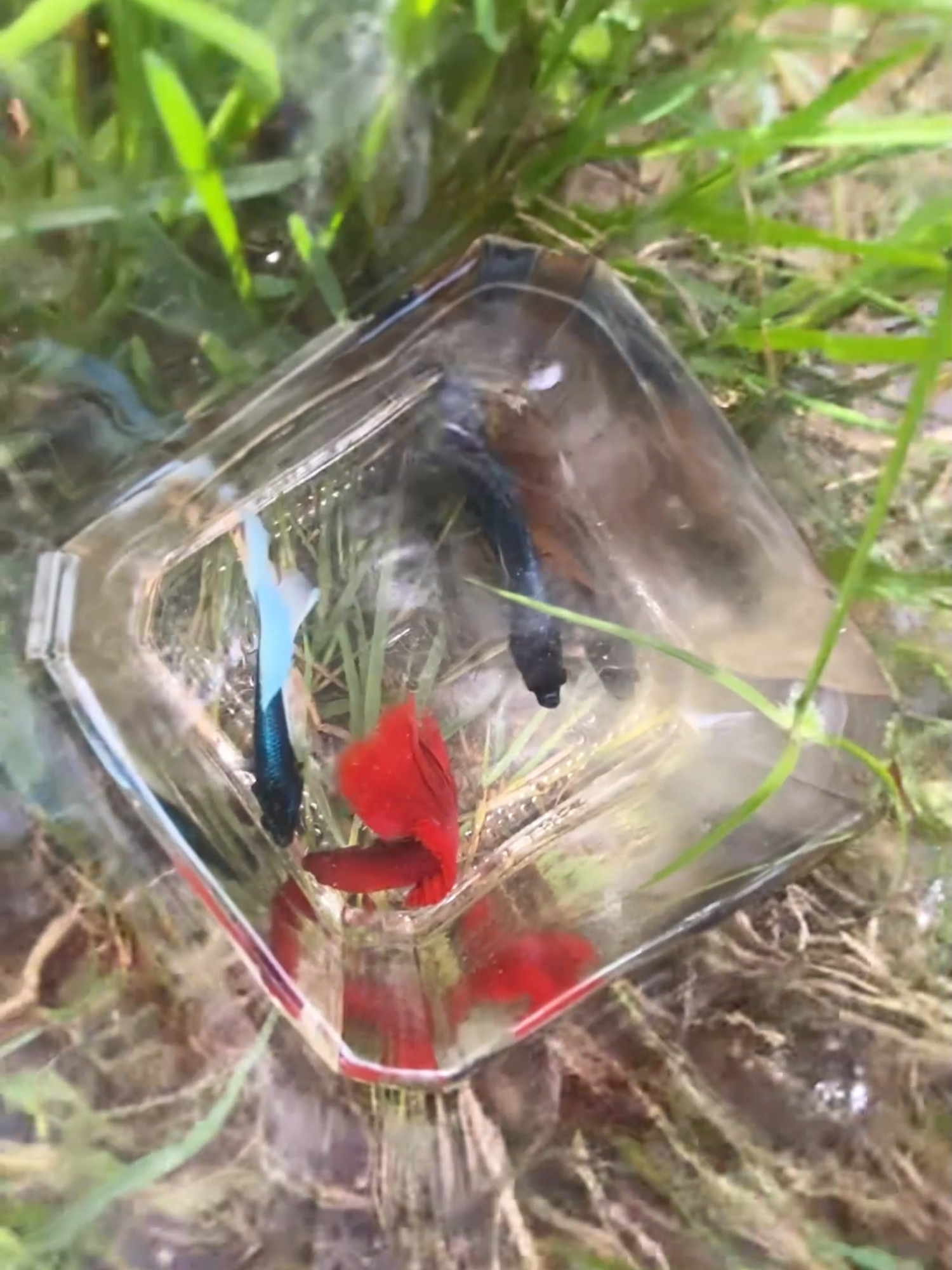 @Little Betta Fish