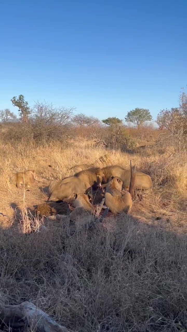 @Thornybush