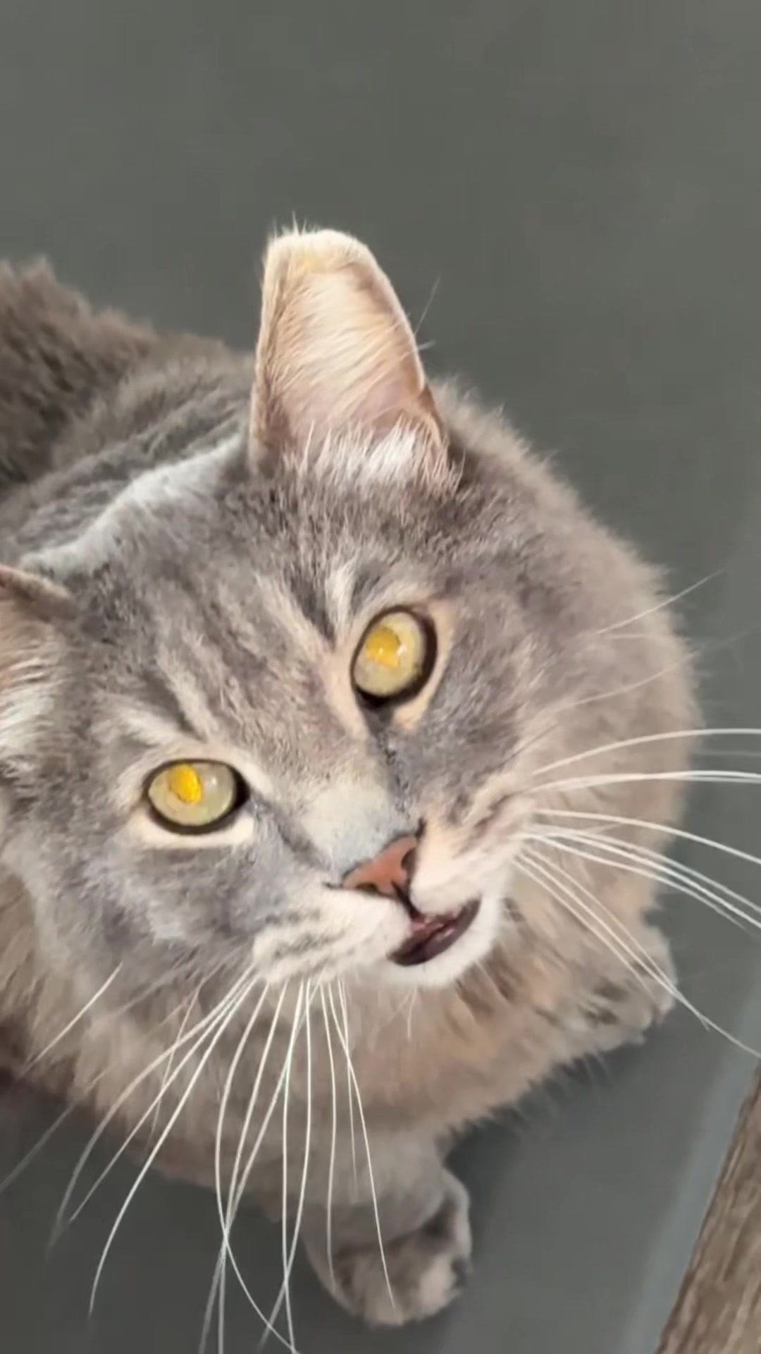 @meowdoe