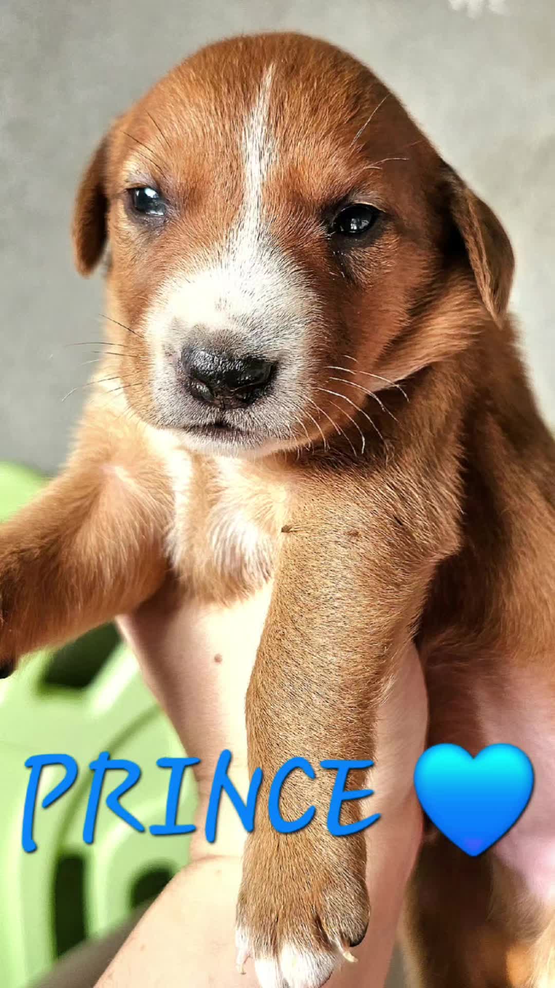 @Tierschutzhunde-Azoren