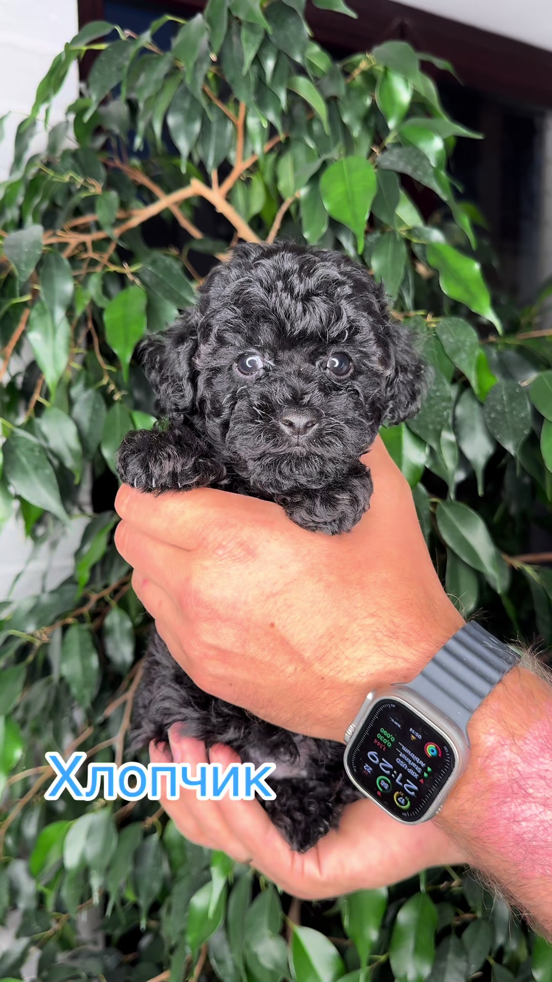 @Puppy’s Maltipoo Kiev