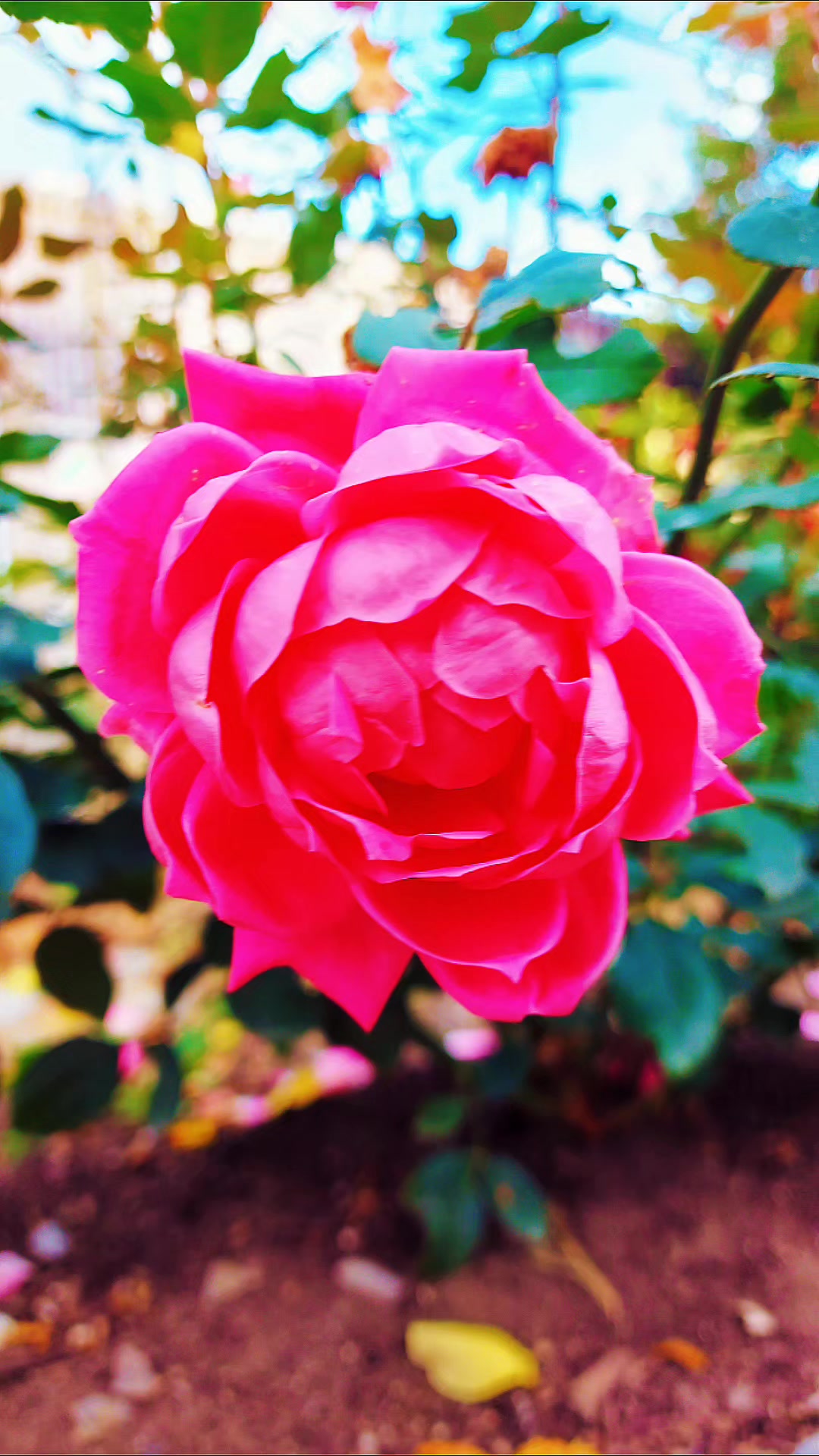 @QTZONE333
