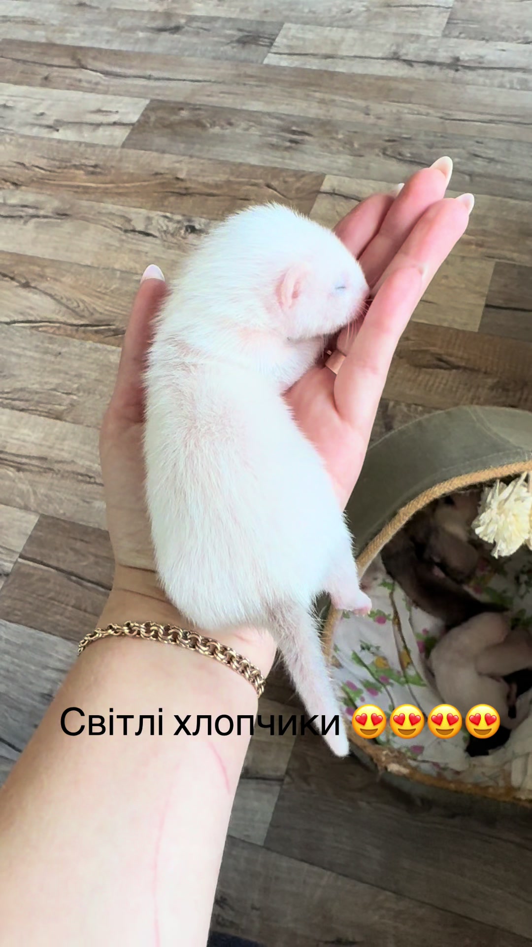 @🦦 Хорьки Київ 🇺🇦