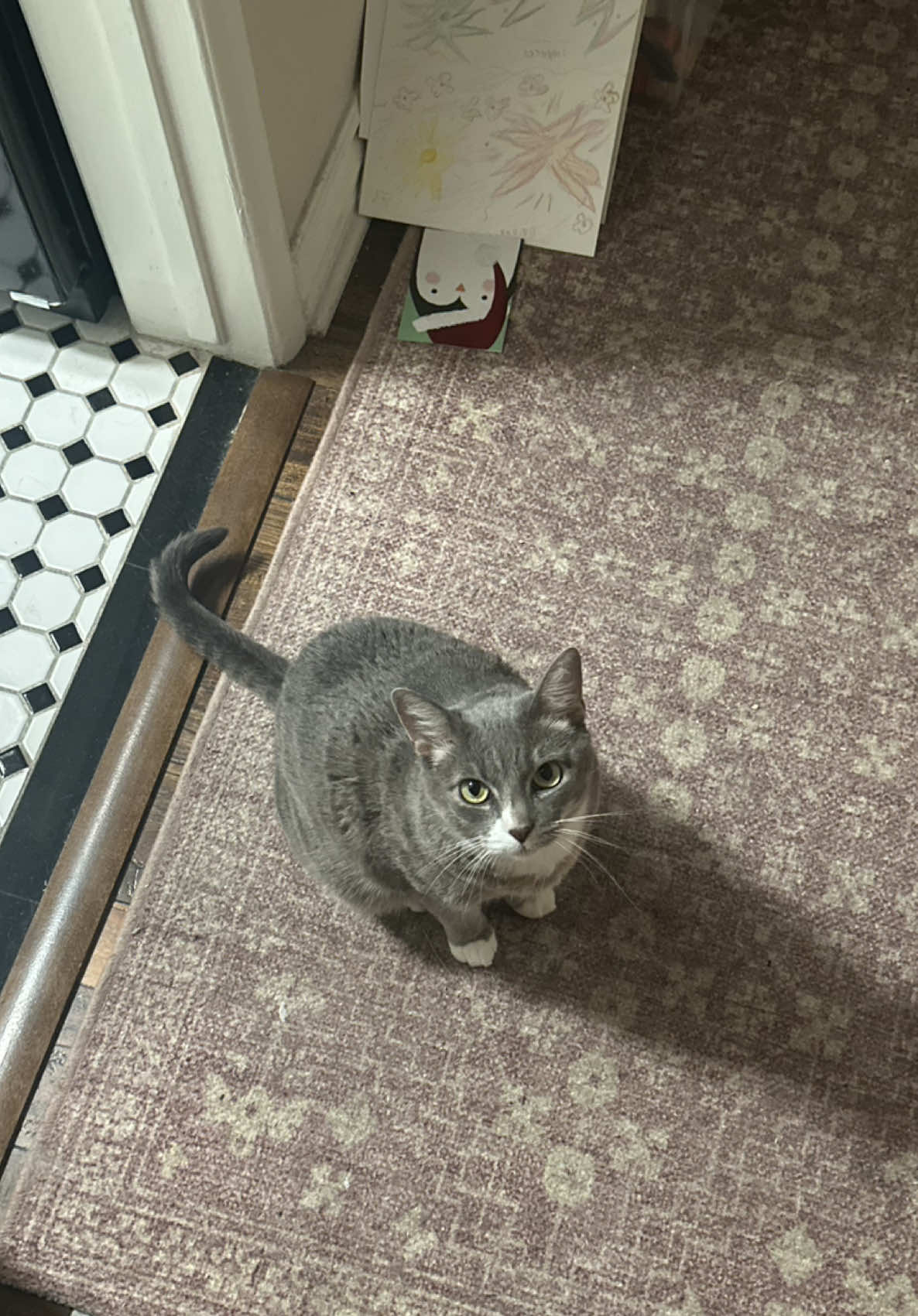 @☆ Kat ☆