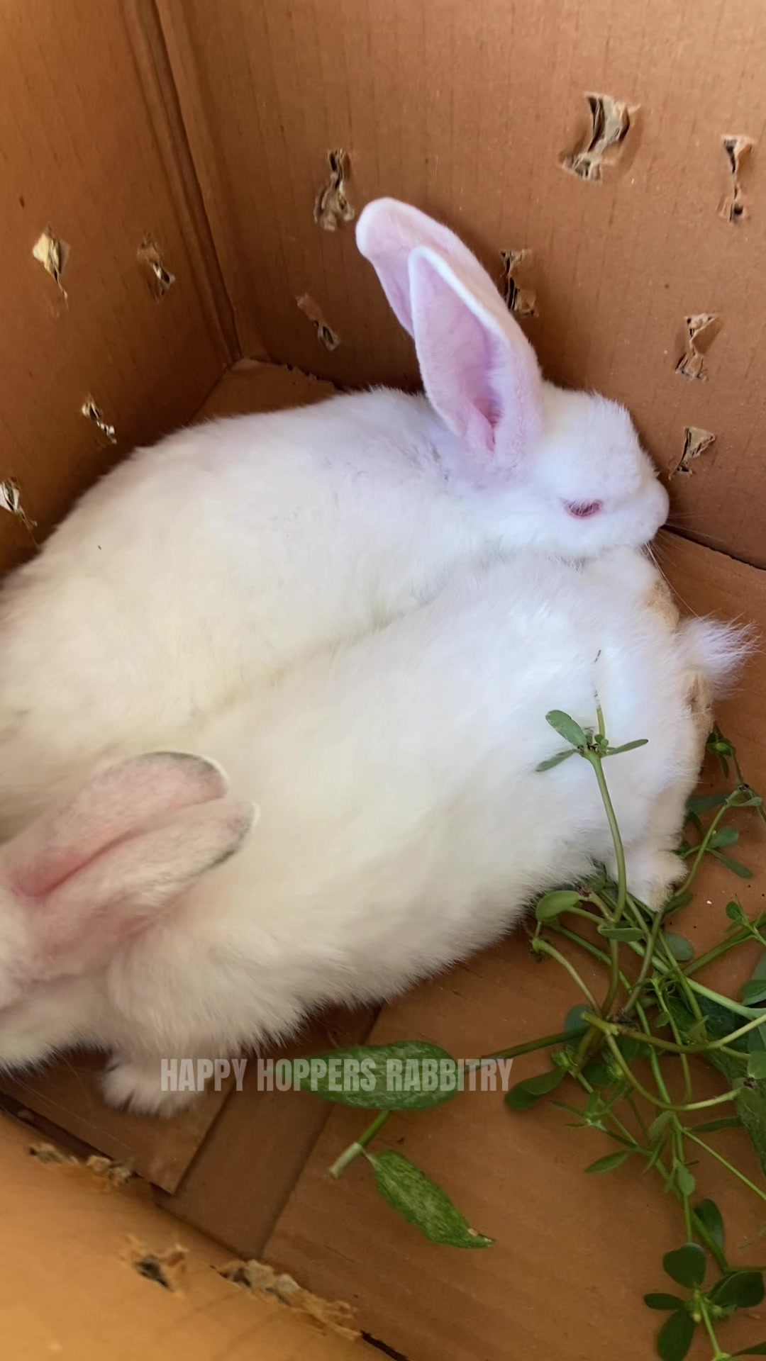 @HappyHoppersRabbitry