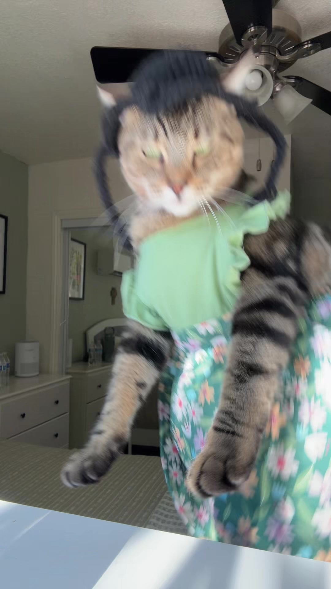 @thedancingcats13