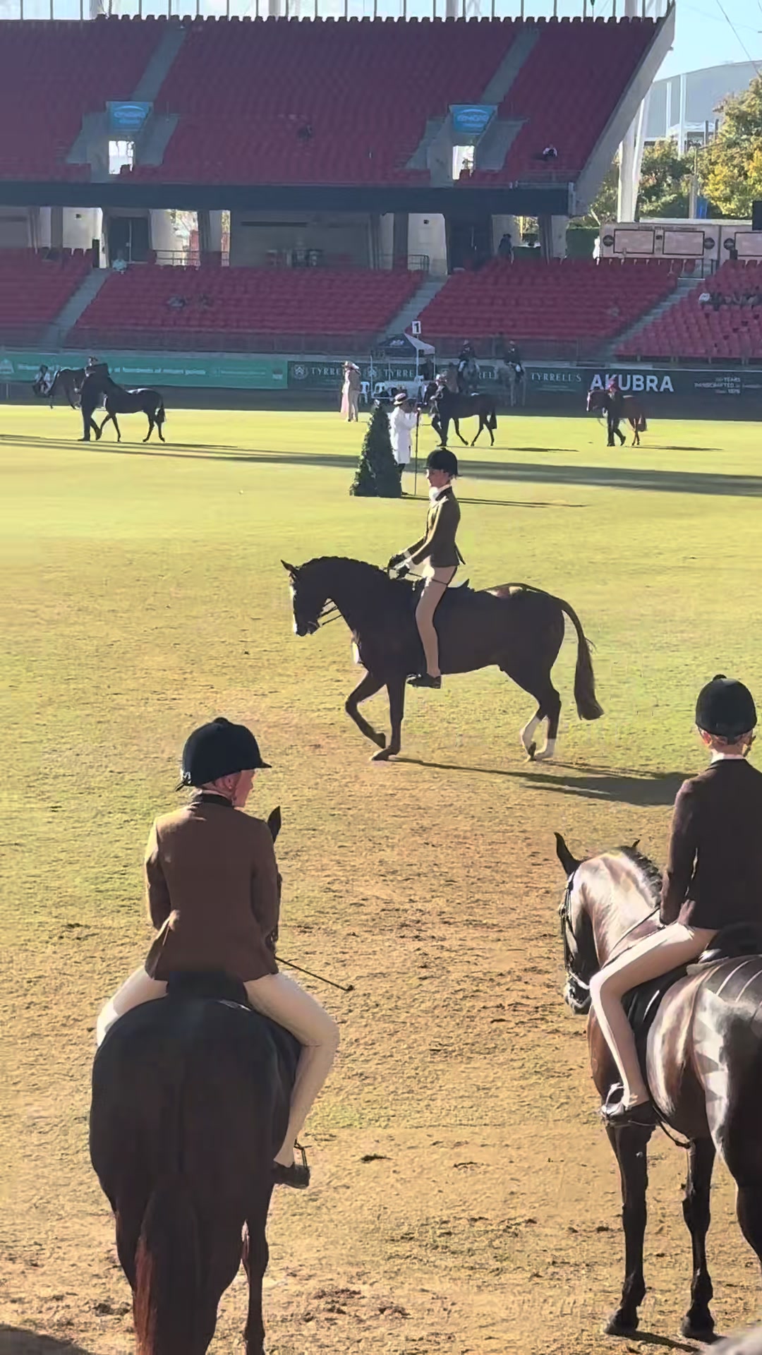 @AR show horses