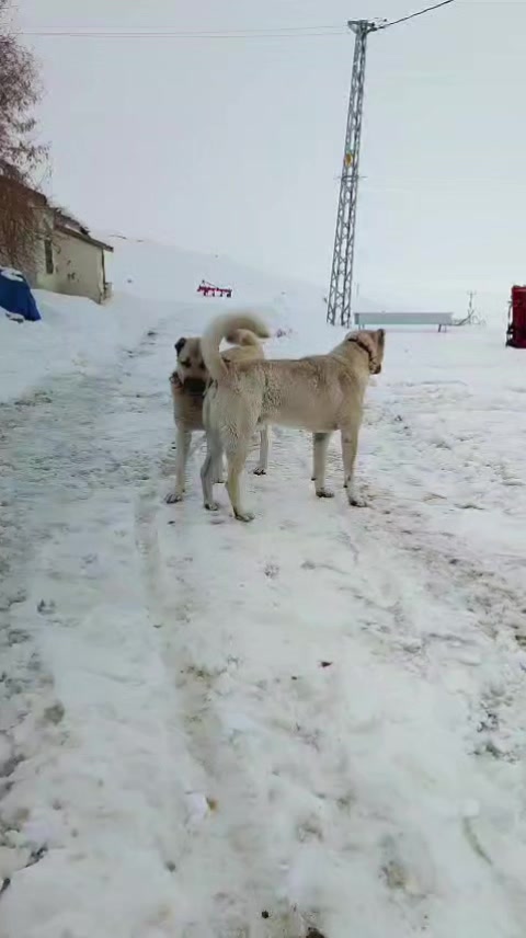 @Anatolian Shepherd Dog