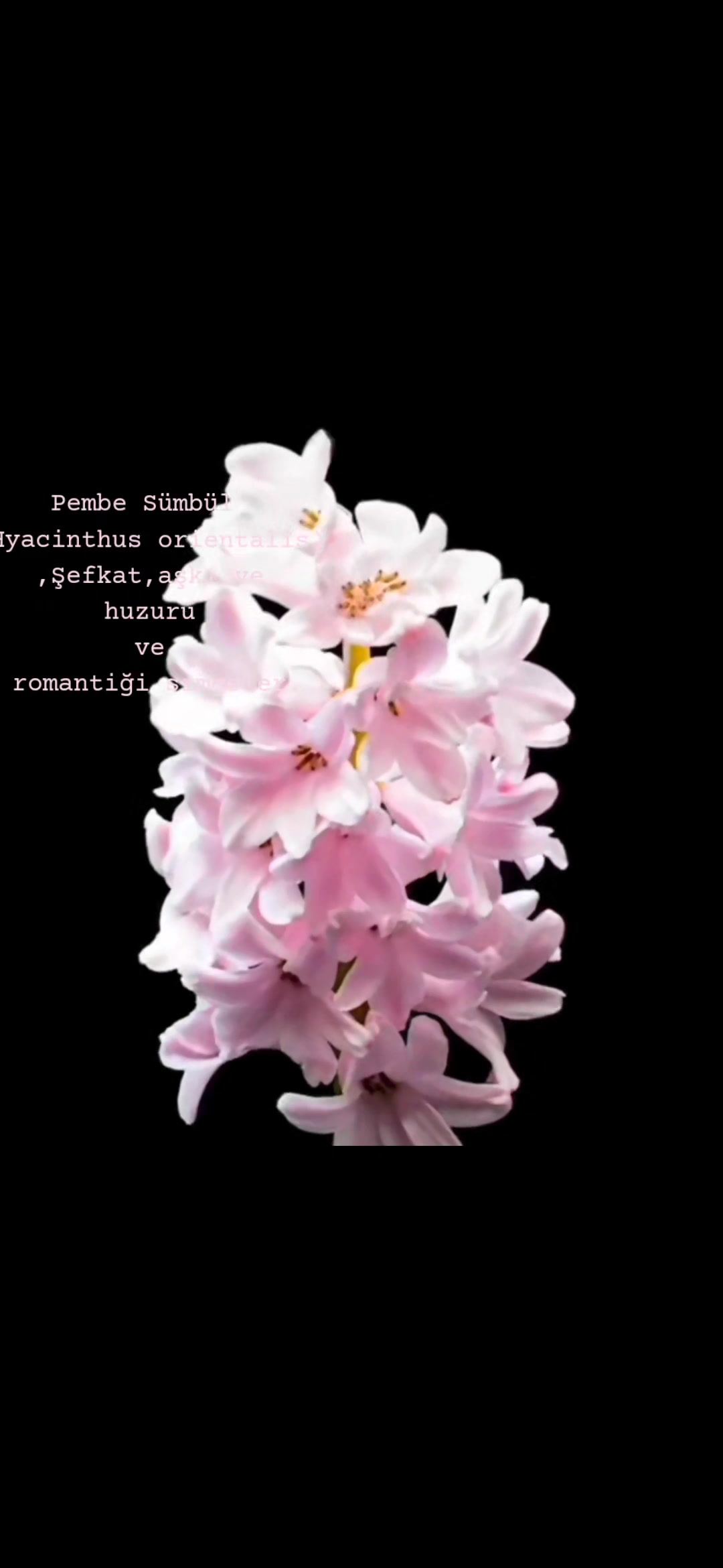 @ᴍᴇʀᴛ