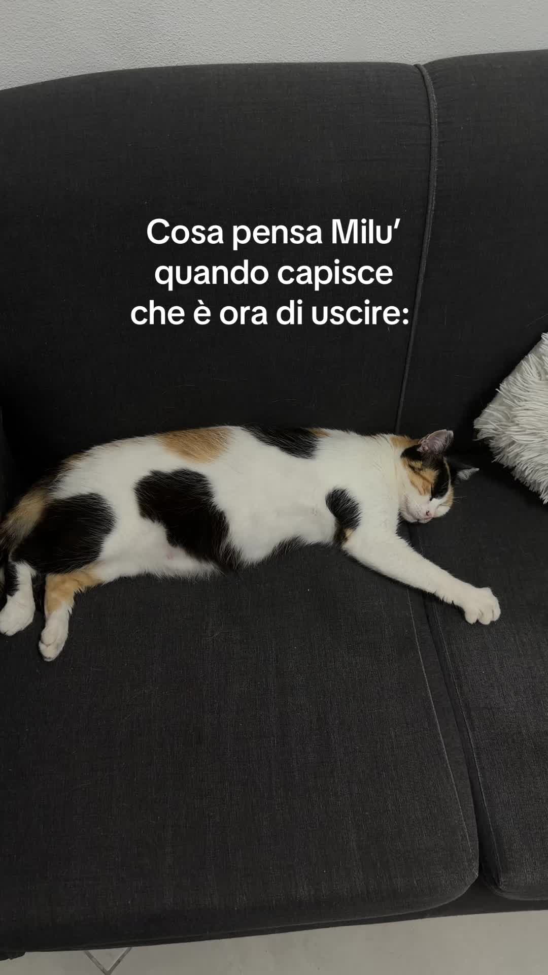 @vanessapiazza