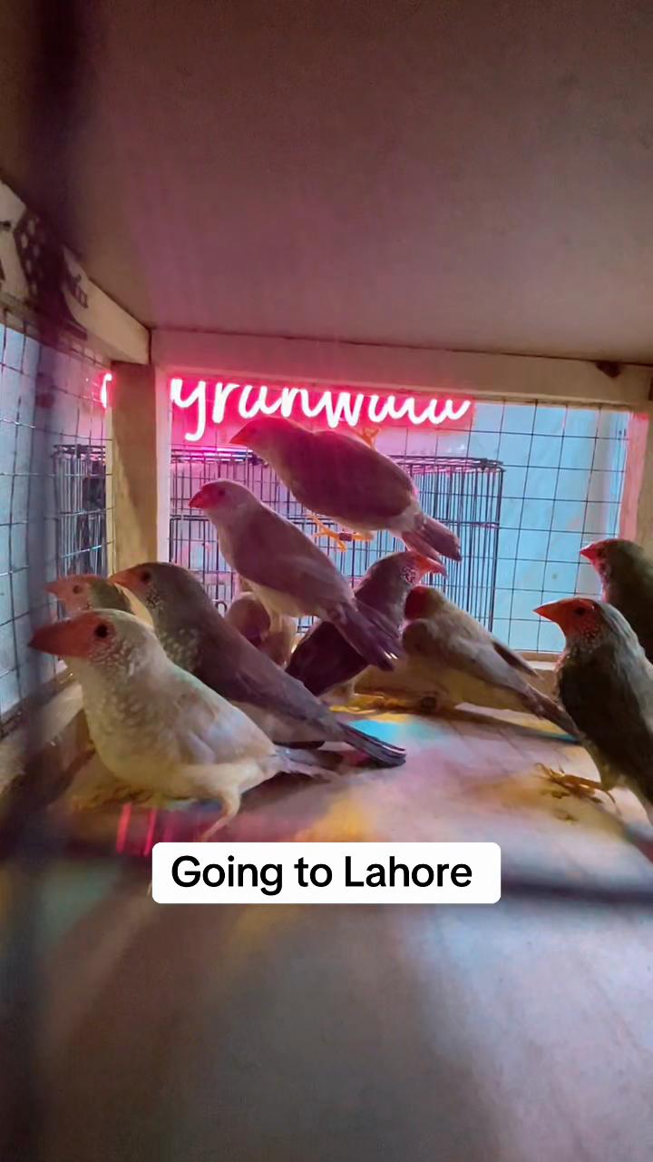 @Lala Aviary