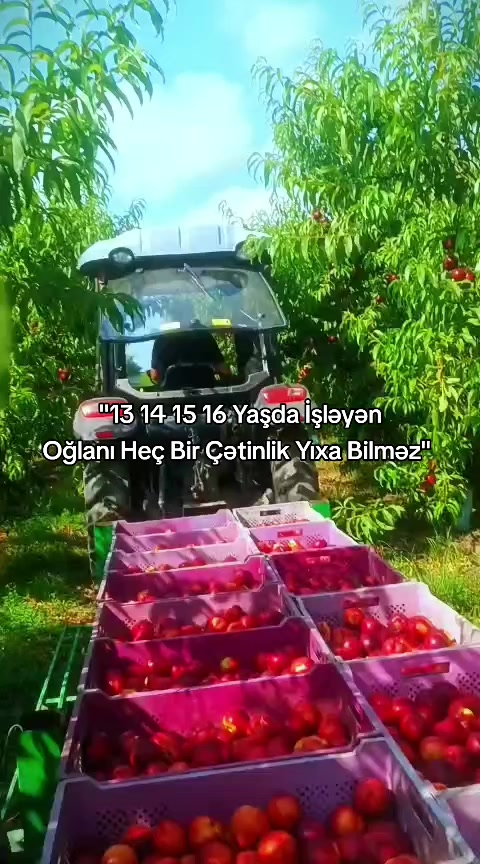 @alekberofws