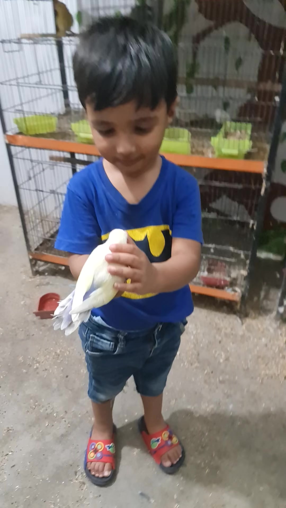 @ROYAL BIRD US