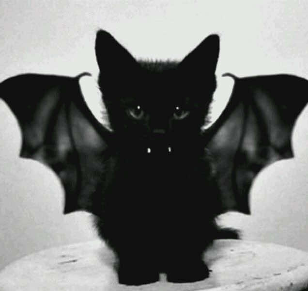 @𝑴𝒕𝒛_𝒅𝒊𝒗𝒊𝒂🦇🥀