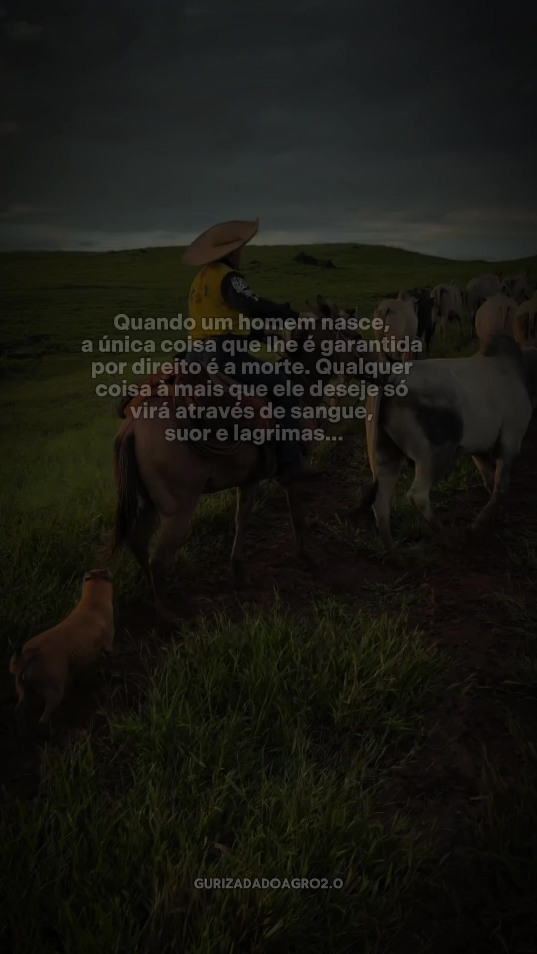 @gurizadadoagro2.0