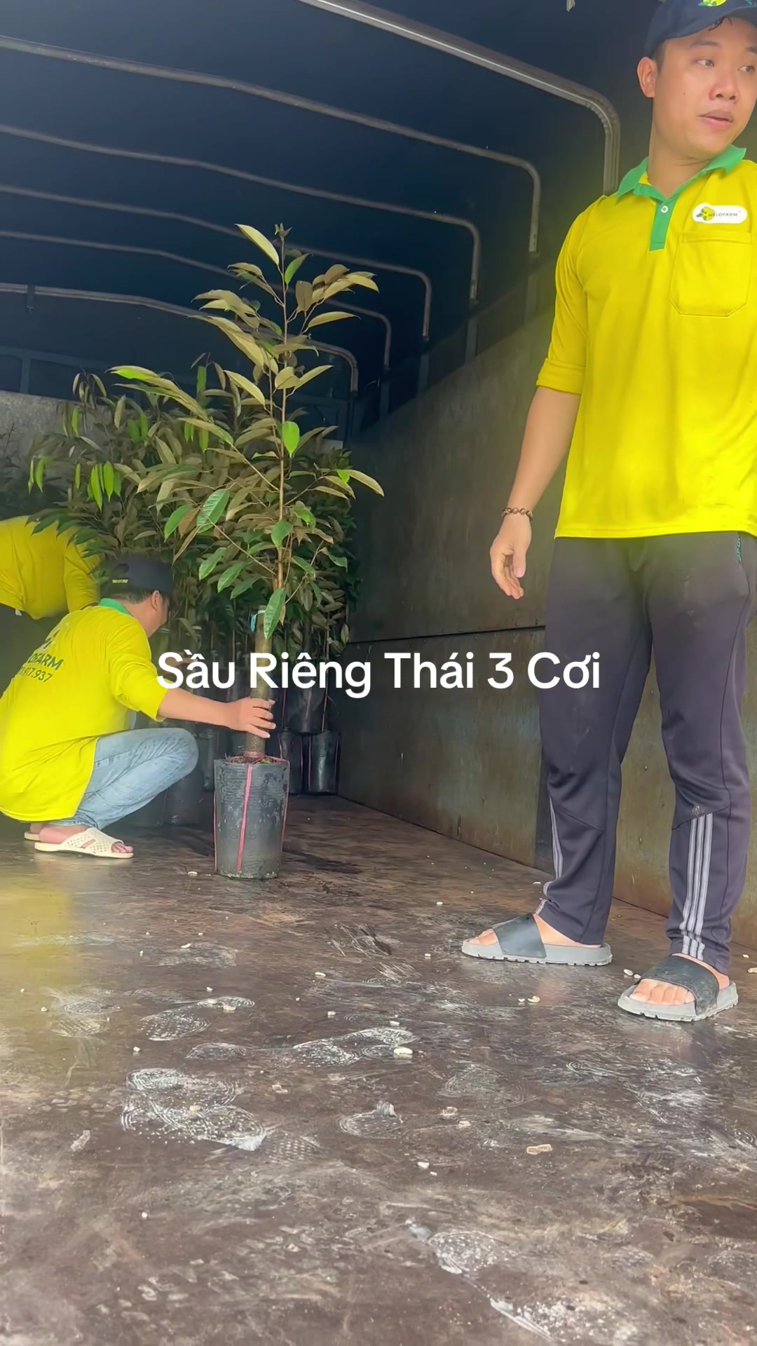 @Hùng Chương STCG Welofarm