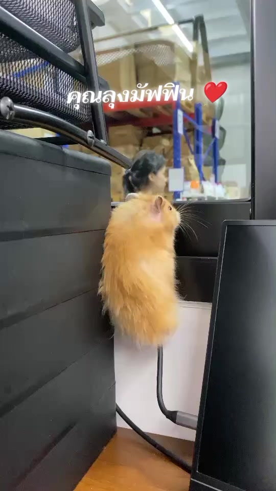 @Pet for Life
