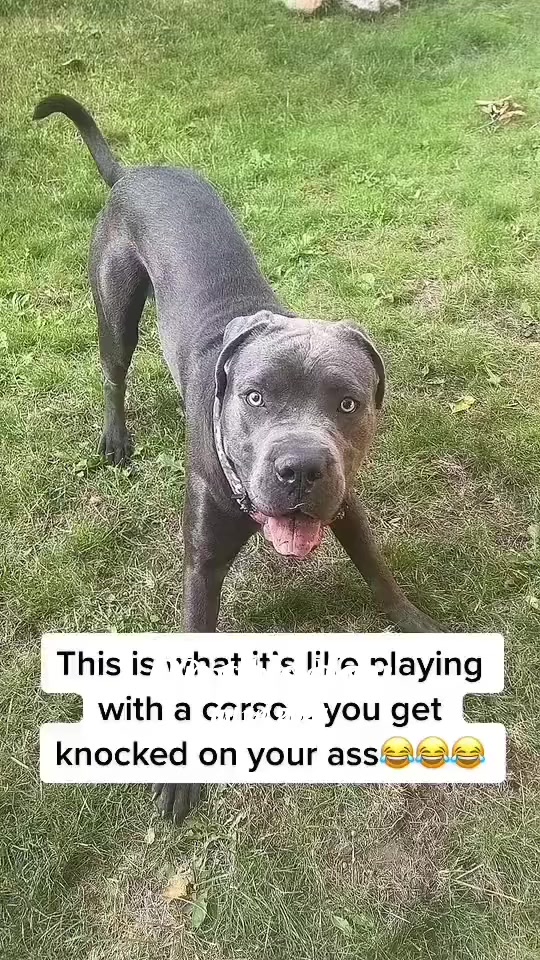@Groomergonewild 🇨🇦