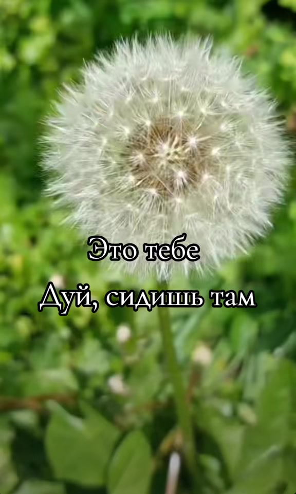 @окей гугл