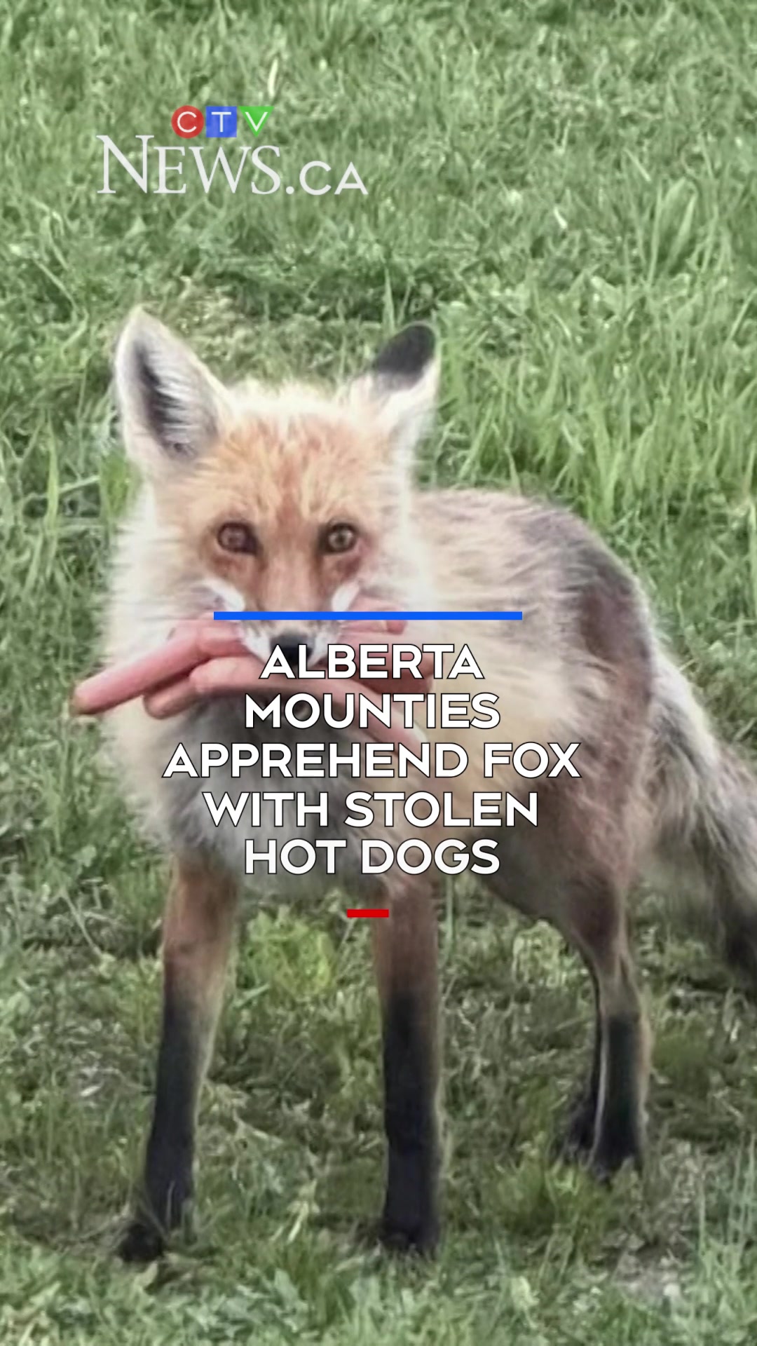 @CTVNews