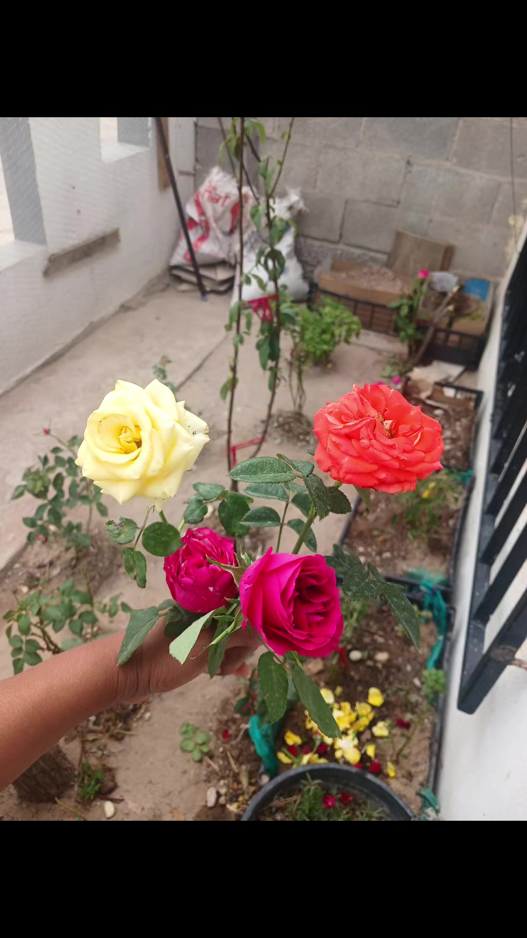 @carbajal