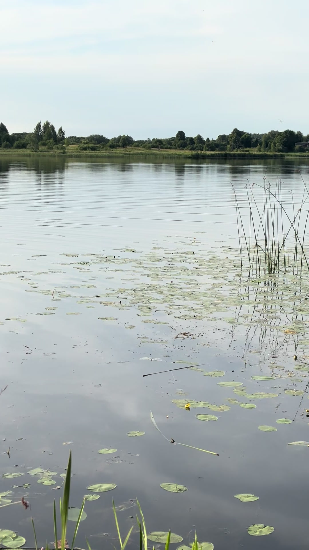 @Елена Скарбовая