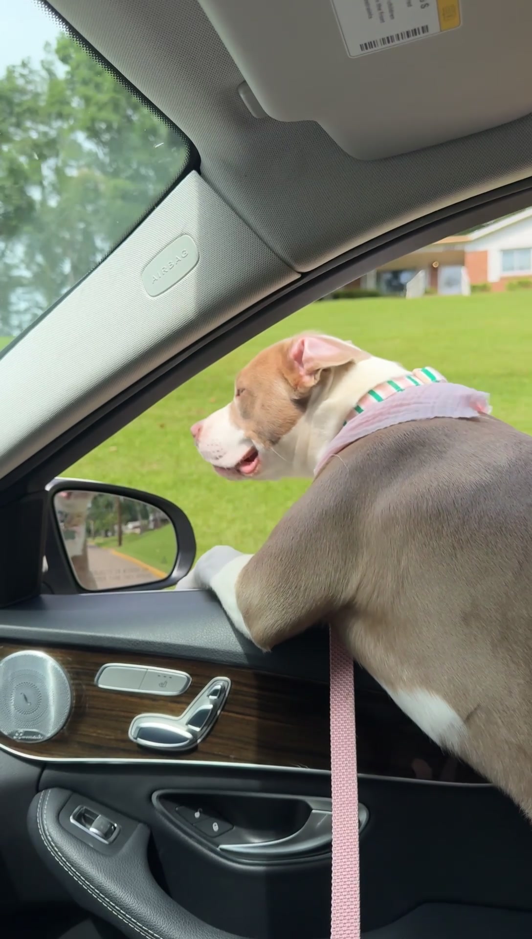 @Millie The Pitty