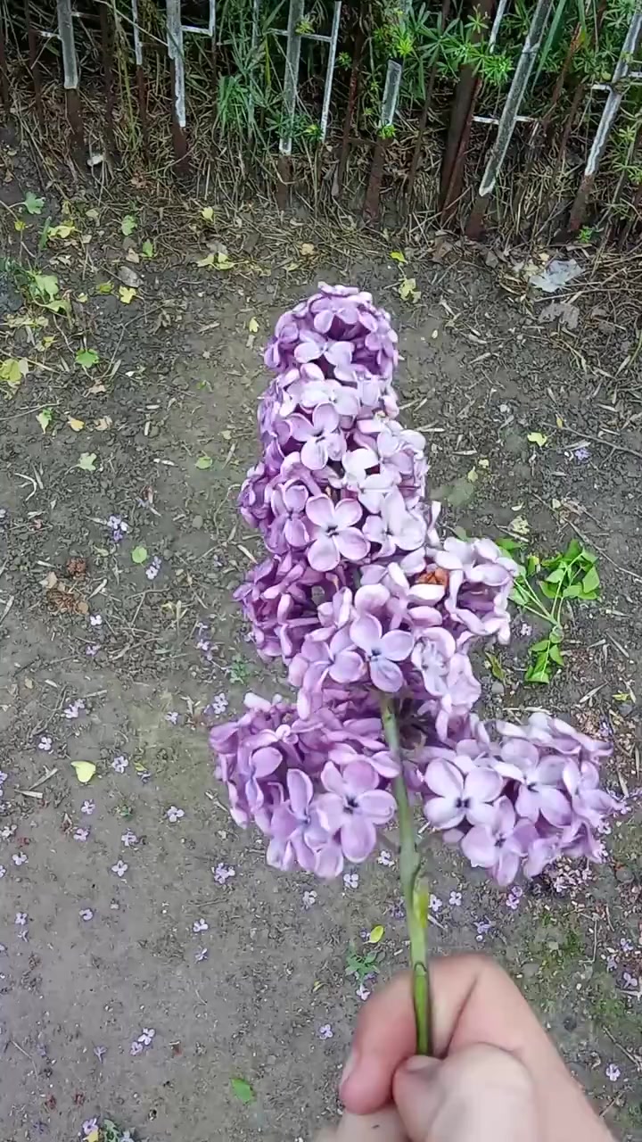 @окей гугл