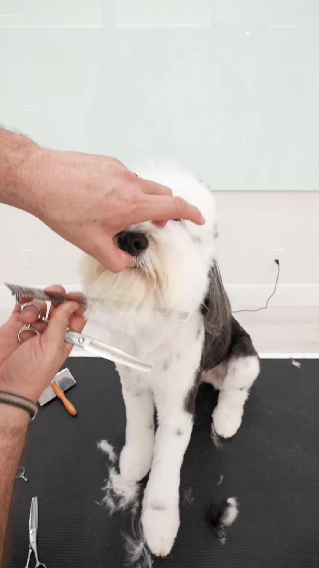 @NorCal Grooming Academy