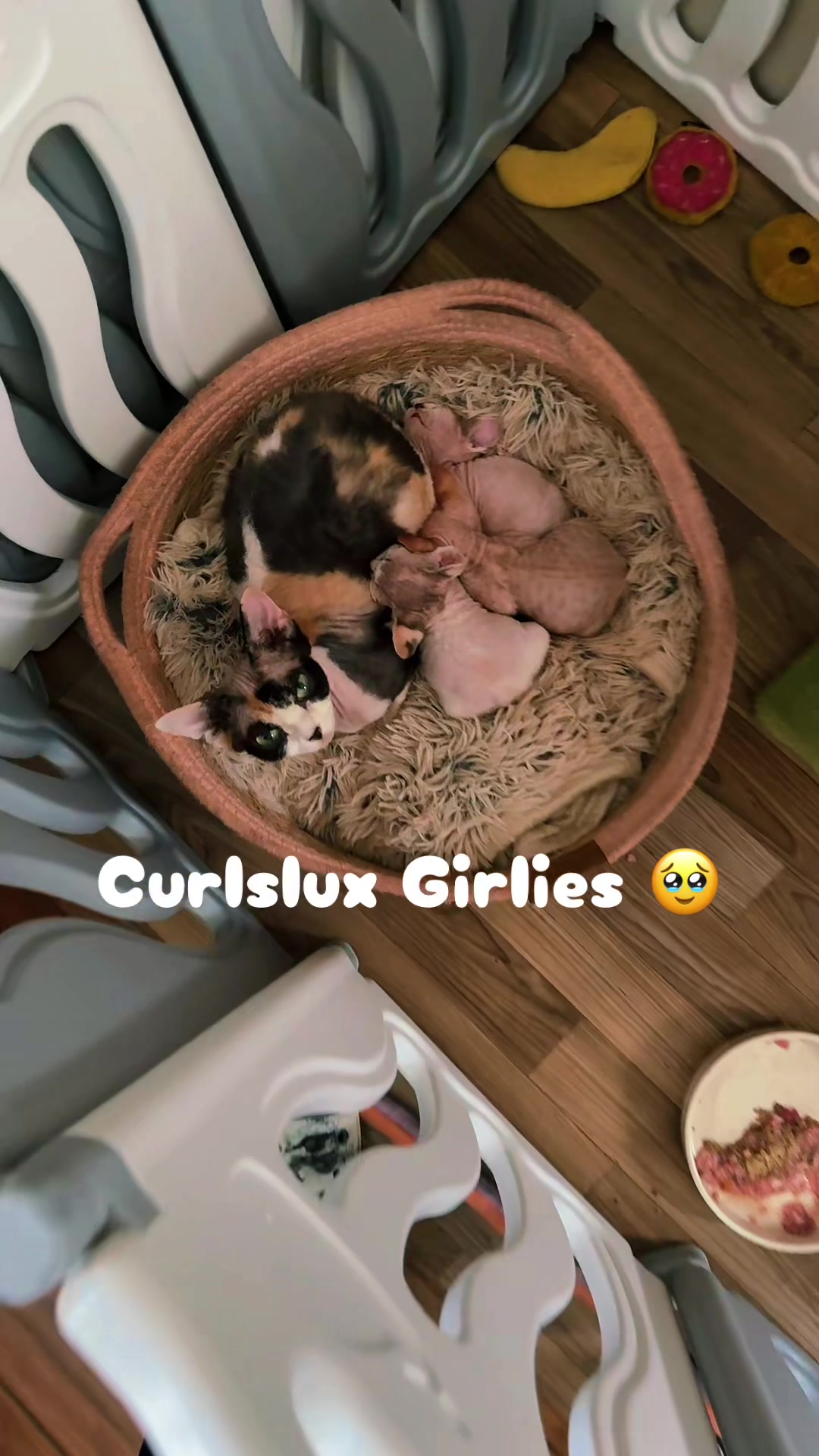 @Curlslux cattery!!🇺🇸