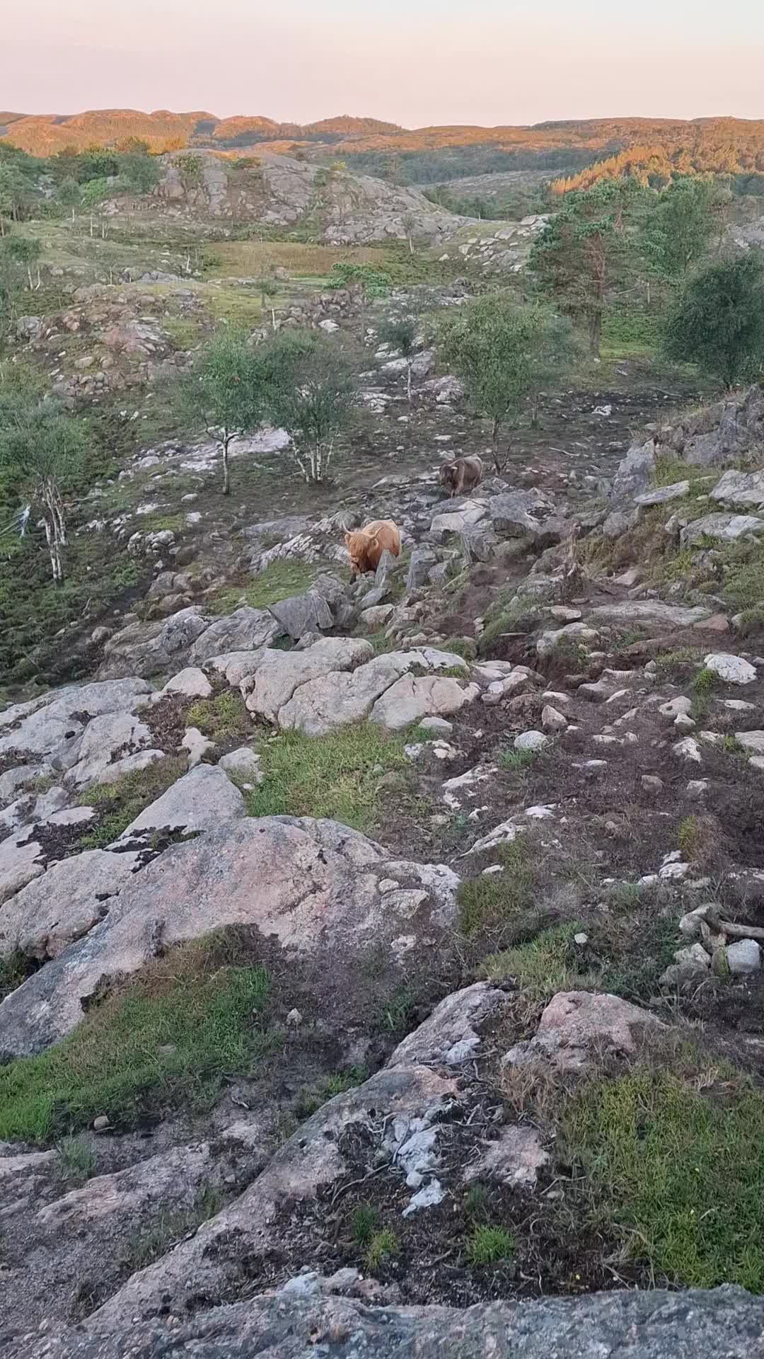 @Highland.Bull