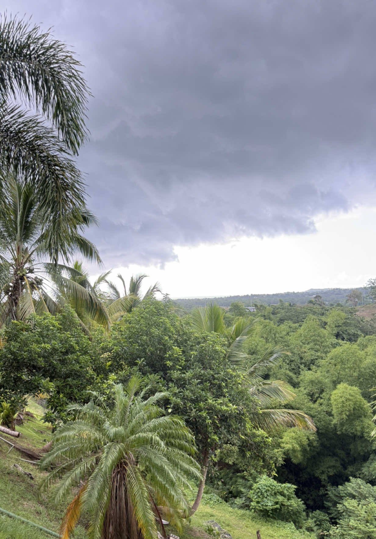 @Belton Tyrone 🇵🇷