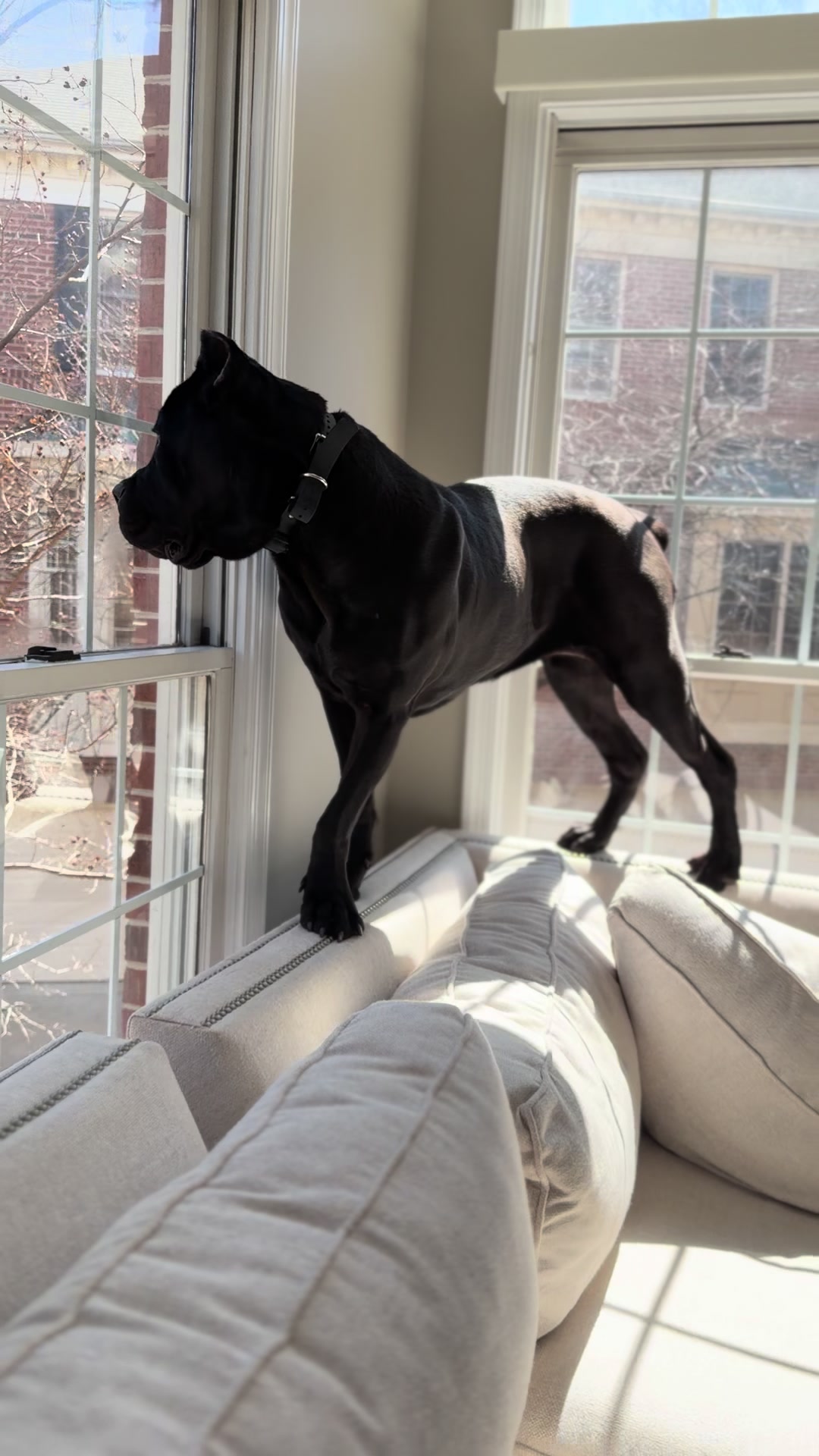 @Irongates Canecorso