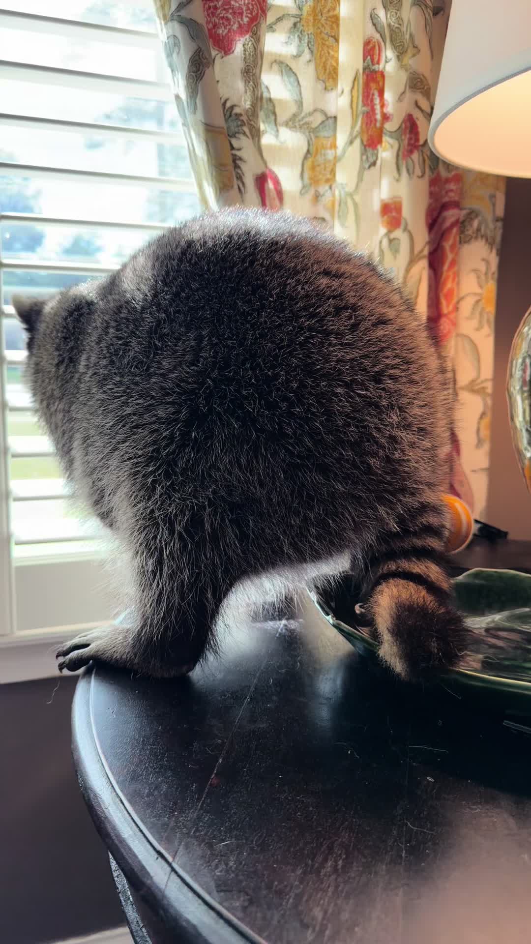 @troublewithollie