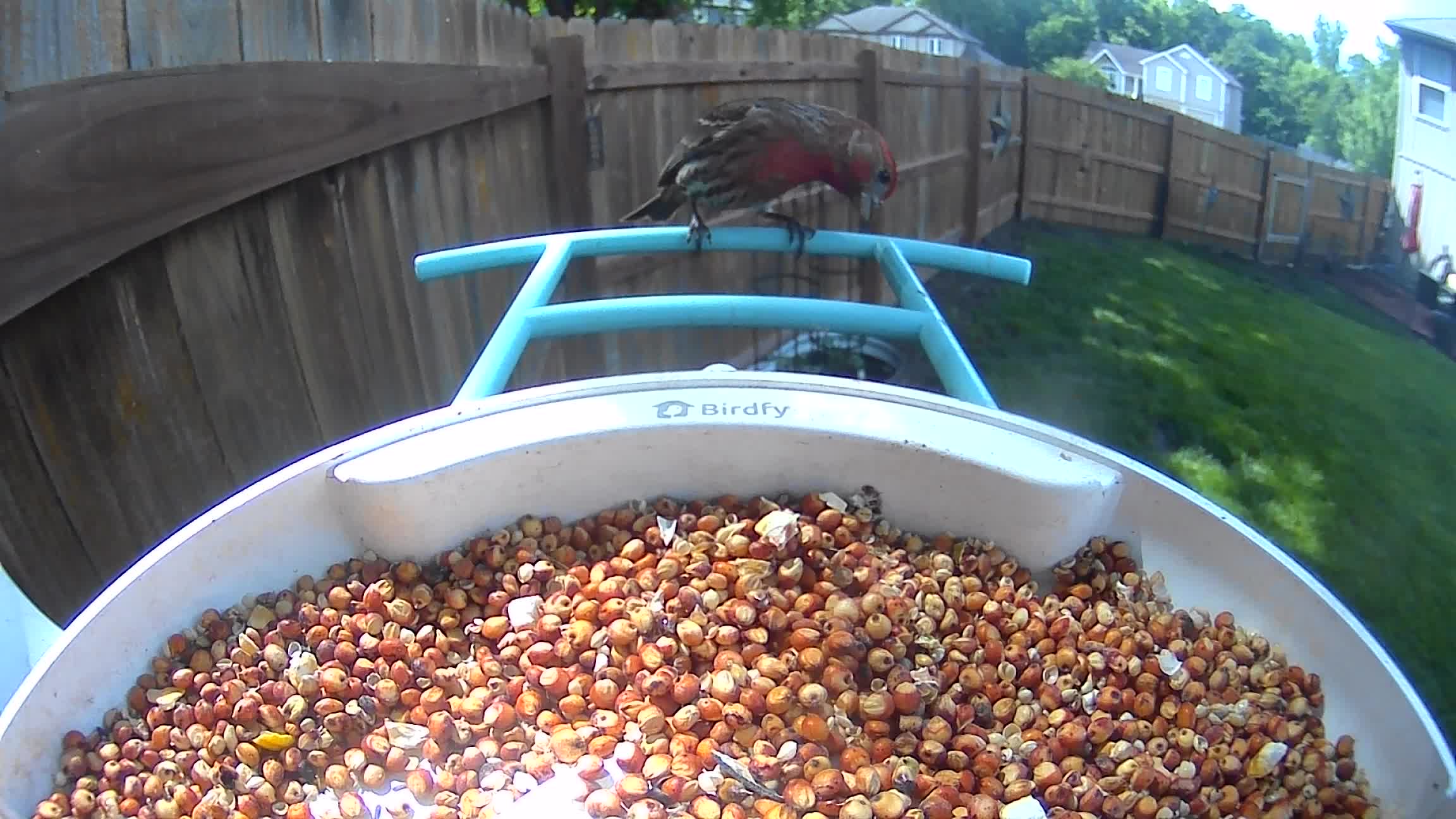 @Crazy Bird Lady