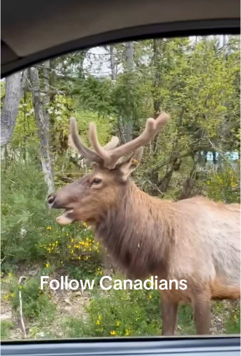 @🇨🇦AmusingMichele🇨🇦🇨🇦🇨🇦