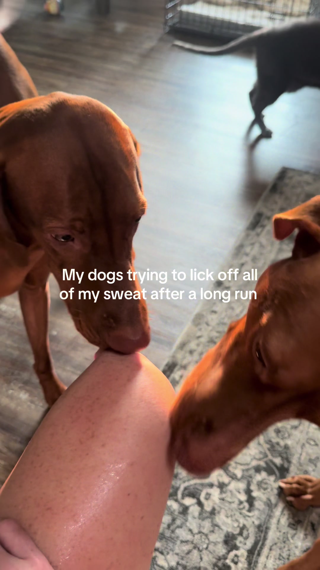 @Tycho the vizsla