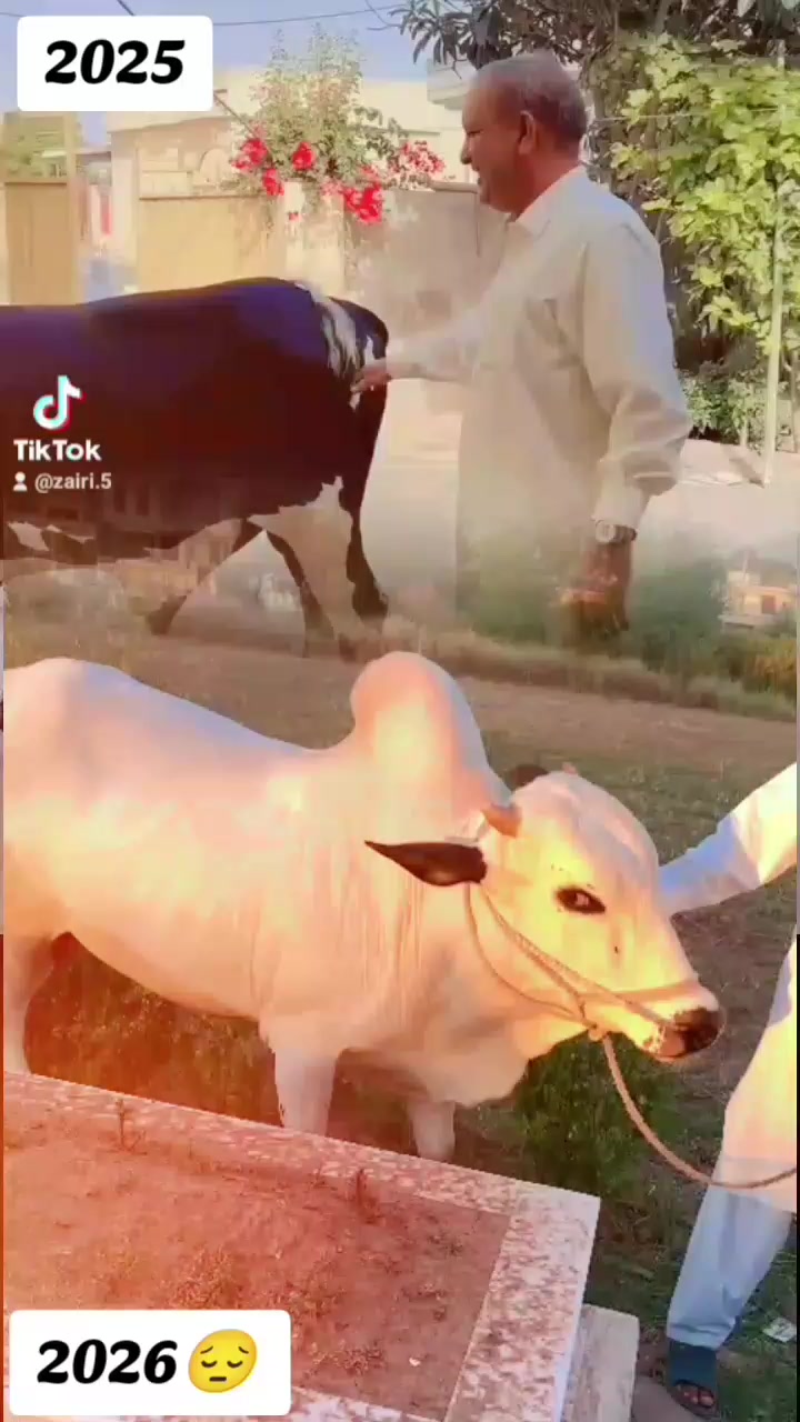 @zairi 🦁🇵🇰