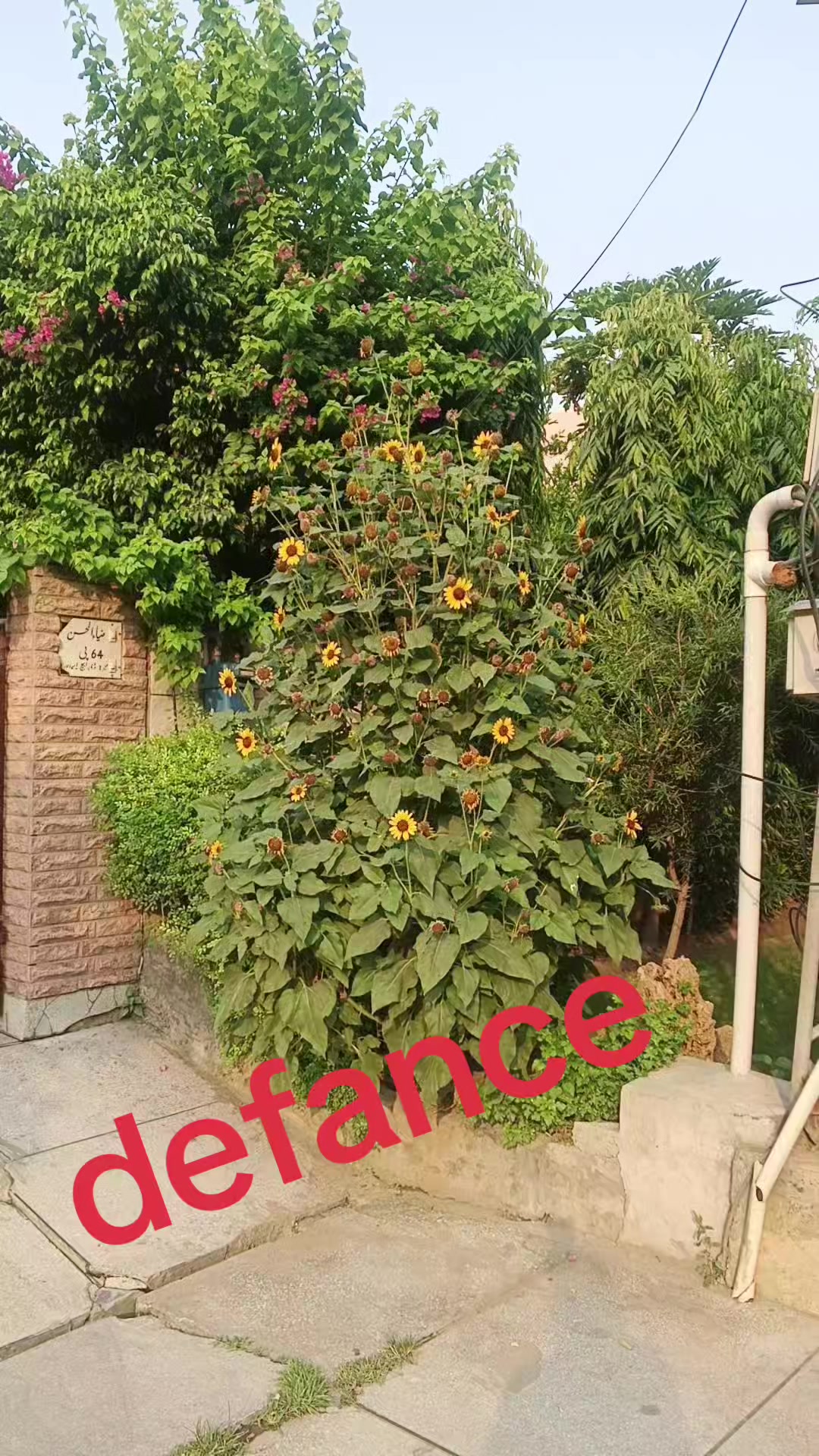 @Rajput