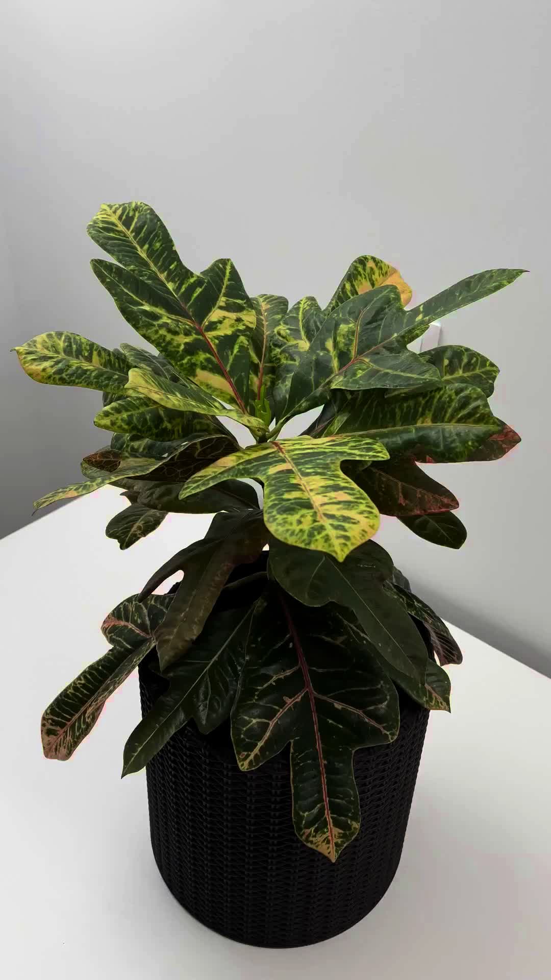 @Plant House & Garden