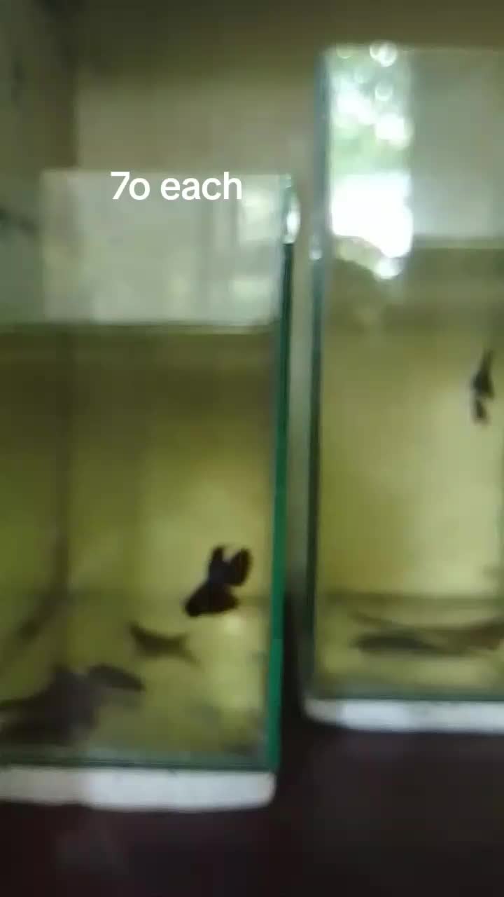 @H4rt