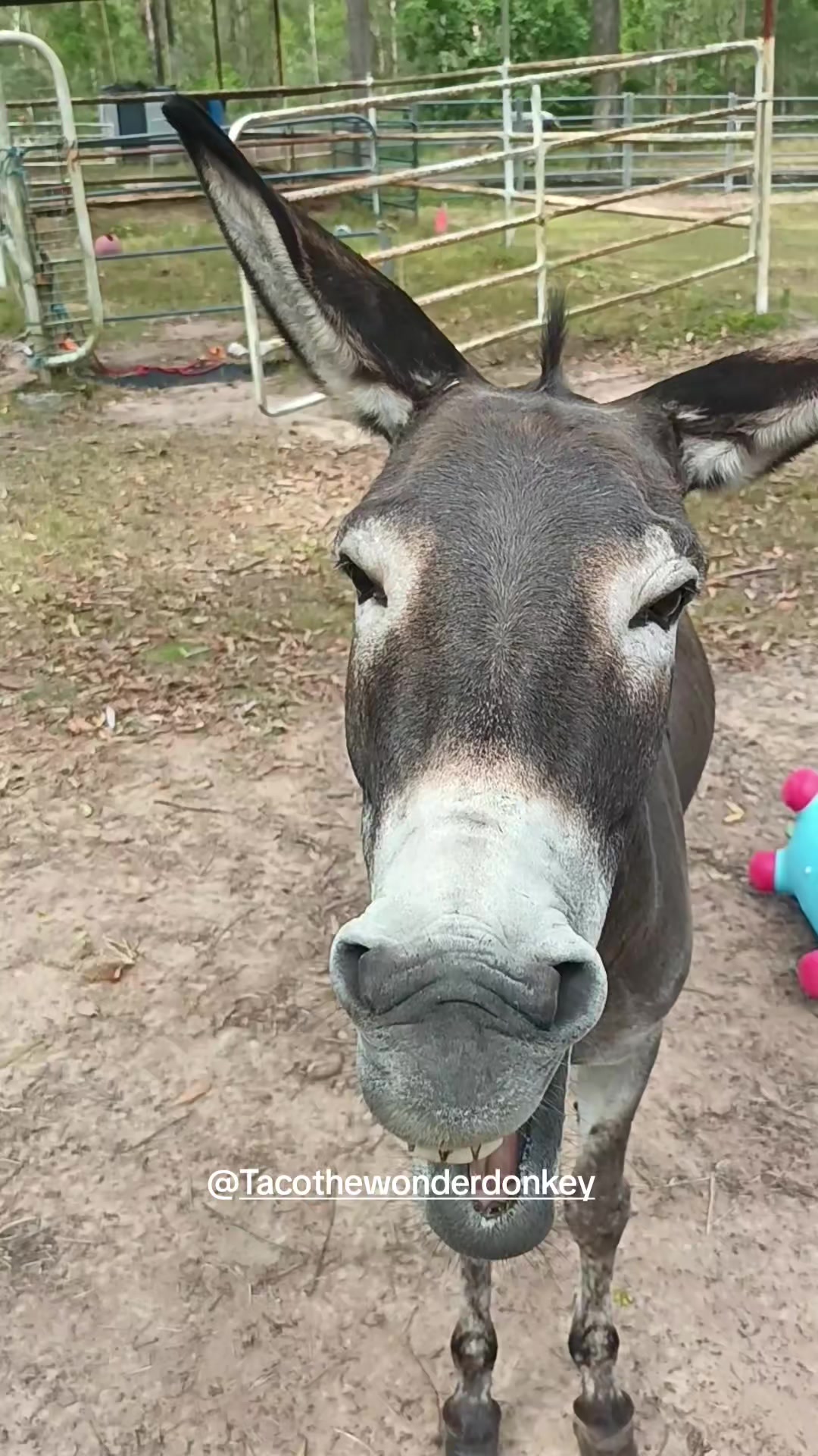 @Tacothewonderdonkey