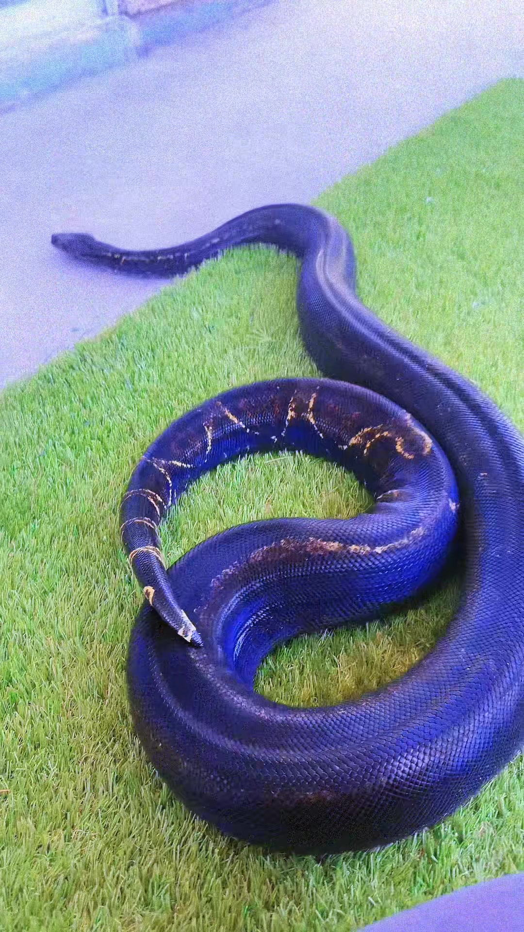 @Medusa✌️🐍 ♊️