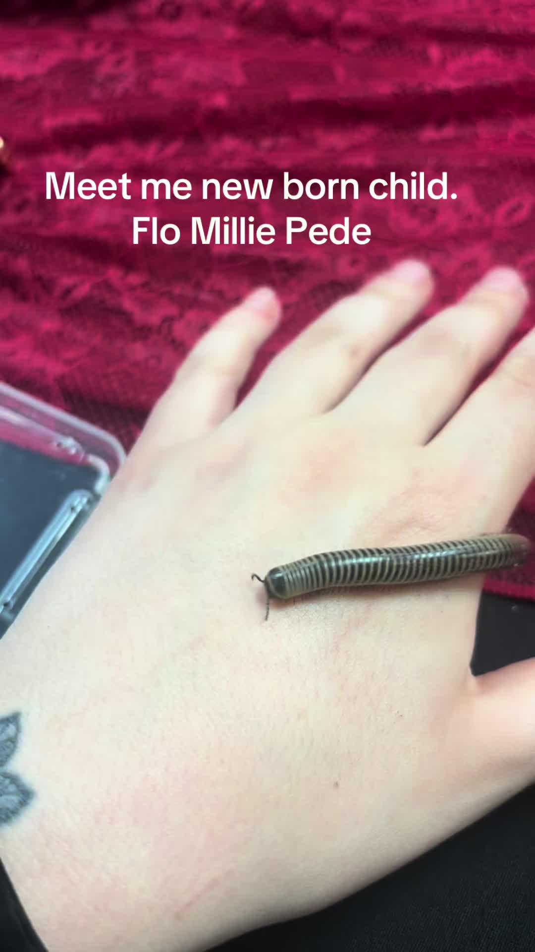 @rylieedenscreations