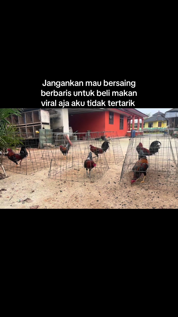 @MR217(FARM)