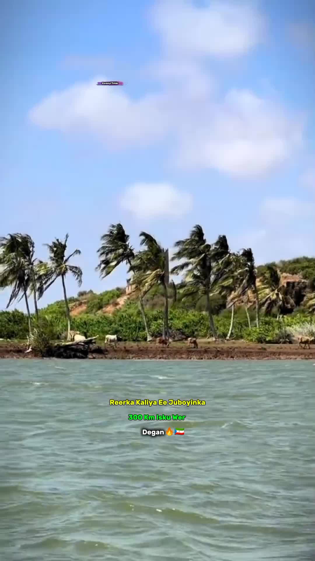 @TIITIIᑎ 𝗛𝗮𝗮𝗷𝗶🤴🌴🇨🇦